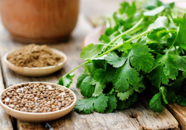 Coriander